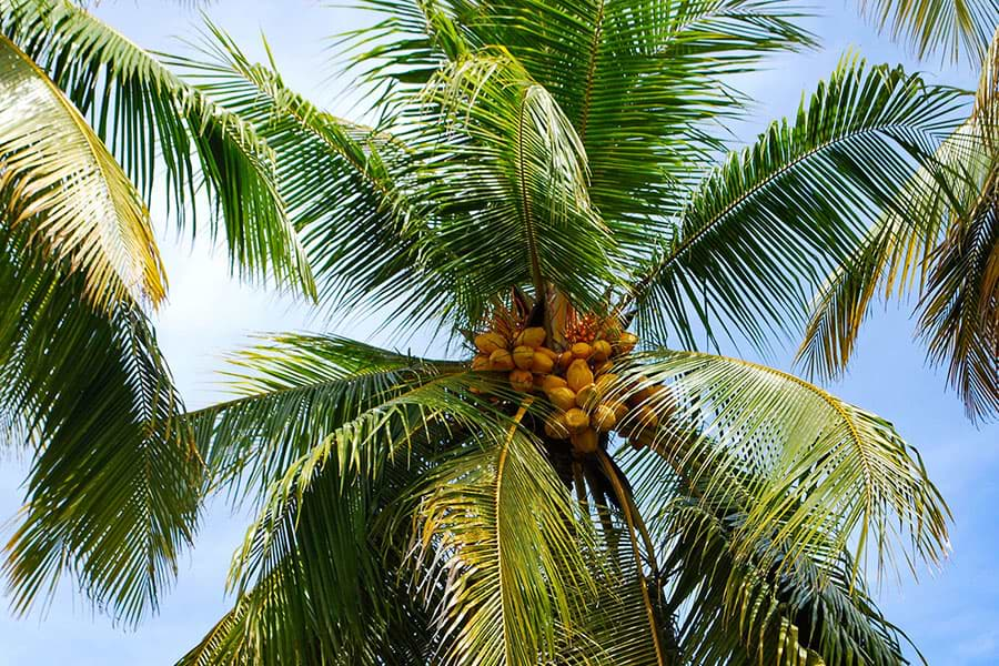 palm-fruits